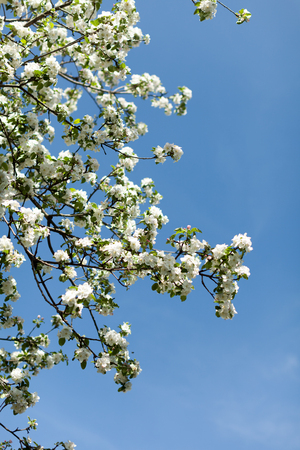 Apple blossom over nature background, beautiful spring flowers Horizontal imageの写真素材