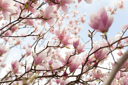 Closeup of magnolia tree blossom with blurred background and warm sunshine Spring season conceptの写真素材
