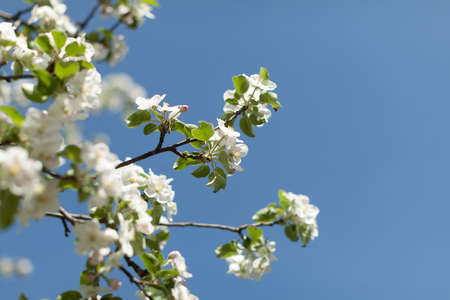 Apple blossom over nature background, beautiful spring flowers Horizontal imageの写真素材
