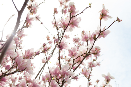 Closeup of magnolia tree blossom with blurred background and warm sunshine Spring season conceptの写真素材