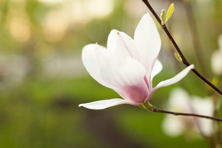 Beautiful close up magnolia flowers. Blooming magnolia tree in the spring. Selective focus.White light spring floral photo background No peopleの写真素材