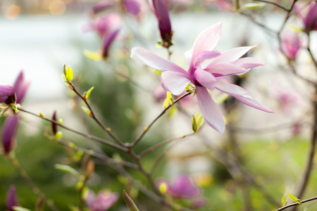 Beautiful close up magnolia flowers. Blooming magnolia tree in the spring. Selective focus.White light spring floral photo background No peopleの写真素材