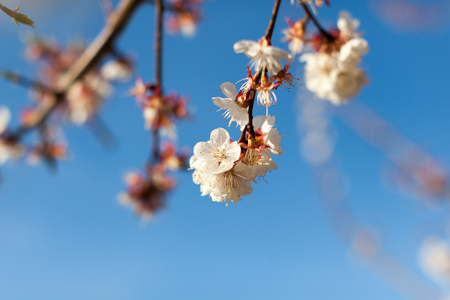 A close up look of branches of pink blossoms under pure blue sky.の写真素材