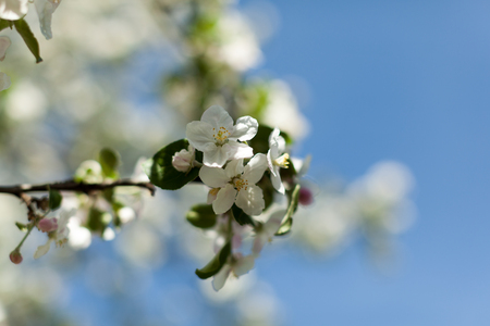 Apple blossom over nature background, beautiful spring flowers Horizontal imageの写真素材