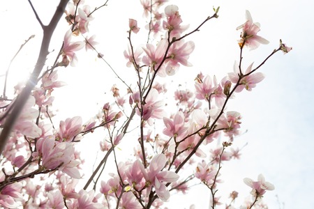 Closeup of magnolia tree blossom with blurred background and warm sunshine Spring season conceptの写真素材