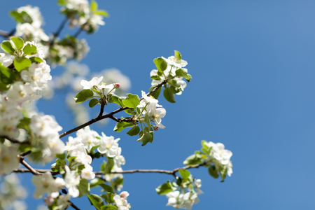 Apple blossom over nature background, beautiful spring flowers Horizontal imageの写真素材