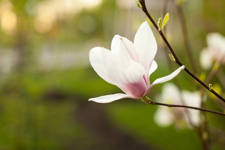 Beautiful close up magnolia flowers. Blooming magnolia tree in the spring. Selective focus.White light spring floral photo background No peopleの写真素材