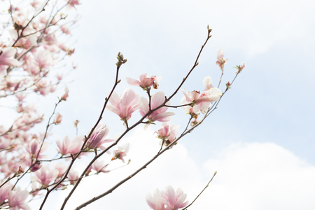 Closeup of magnolia tree blossom with blurred background and warm sunshine Spring season conceptの写真素材