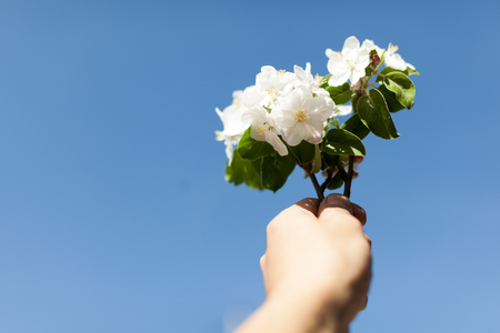 Apple blossom over nature background, beautiful spring flowers Horizontal imageの写真素材