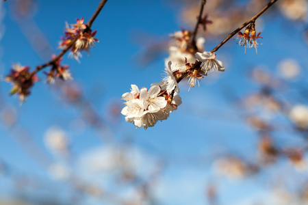 Blossoming apple after rain on spring background. Space for text.の写真素材