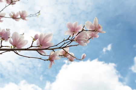 Closeup of magnolia tree blossom with blurred background and warm sunshine Spring season conceptの写真素材
