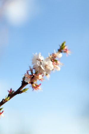 A close up look of branches of pink blossoms under pure blue sky.の写真素材