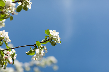 Apple blossom over nature background, beautiful spring flowers Horizontal imageの写真素材