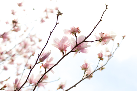 Closeup of magnolia tree blossom with blurred background and warm sunshine Spring season conceptの写真素材