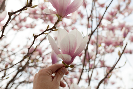 Closeup of magnolia tree blossom with blurred background and warm sunshine Spring season conceptの写真素材