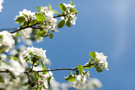 Apple blossom over nature background, beautiful spring flowers Horizontal imageの写真素材