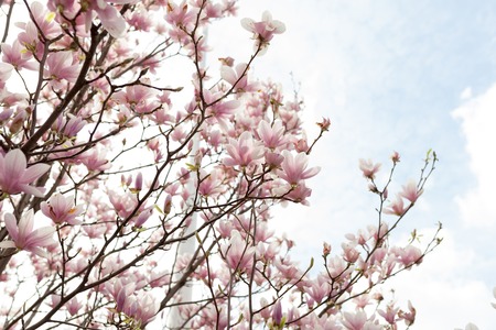 Closeup of magnolia tree blossom with blurred background and warm sunshine Spring season conceptの写真素材