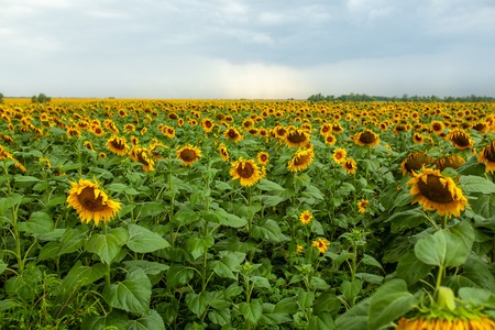 Sunflower field landscape close-up on summer sunny day. Harvestの写真素材