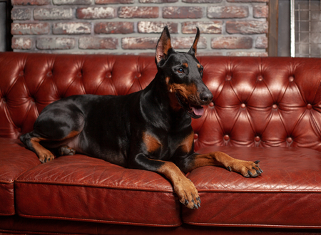 Doberman Pinscher. Dog on a brown background. Dog lies on the leather sofa. Domestic animalの写真素材