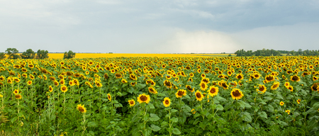 Sunflower field landscape close-up on summer sunny day. Harvestの写真素材