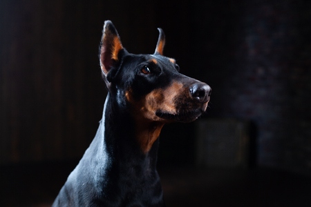Doberman Pinscher against black background front view Shooting in the studioの写真素材