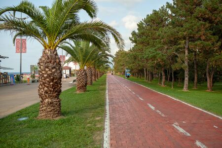 Batumi, Georgia - August 2018: Palm trees alley at promenade of Batumi, Georgia and bicycle road pathのeditorial素材