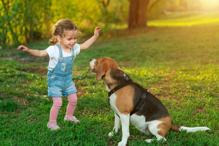 Little Caucasian girl walks with her dog in the summer in the park on the nature. Breed beagle summertime leisure. Friendship with animalの写真素材