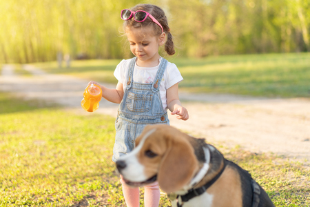 Little Caucasian girl walks with her dog in the summer in the park on the nature. Breed beagle summertime leisure. Friendship with animalの写真素材