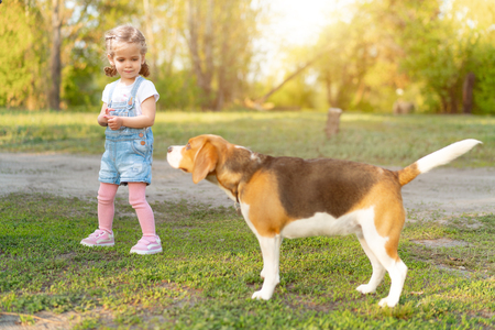 Little Caucasian girl walks with her dog in the summer in the park on the nature. Breed beagle summertime leisure. Friendship with animalの写真素材