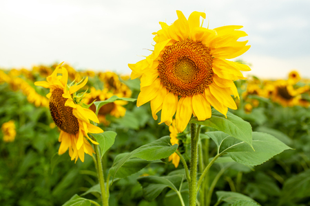Sunflower field landscape close-up on summer sunny day. Harvestの写真素材