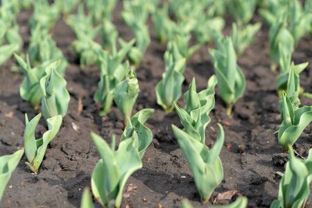 How to Grow Tulips. Early sprouts of tulips in a row in the park on a sunny day. Sunlight on sprout tulipsの写真素材
