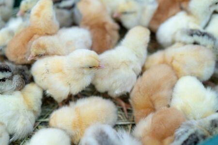 Little chickens. A lot of chicken children at a poultry farm. Animal background