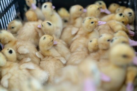 Little ducklings. Many children duck at the poultry farm close upの写真素材