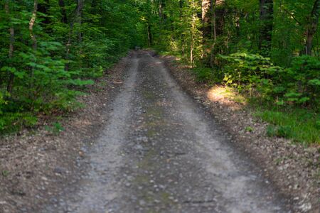 Old dirt road in a green summer forest. Nobody in the woodlandの写真素材