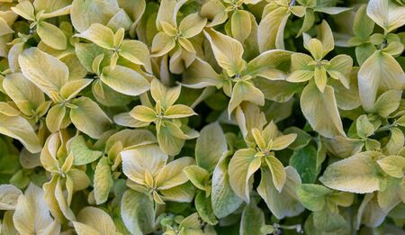 Soft green leaves close up background. Nature pattern nobodyの写真素材