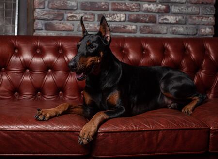 Doberman Pinscher. Dog on a brown background. Dog lies on the leather sofa. Domestic animalの写真素材