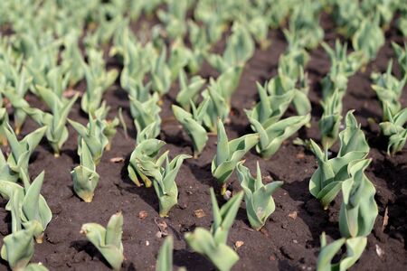How to Grow Tulips. Early sprouts of tulips in a row in the park on a sunny day. Sunlight on sprout tulipsの写真素材