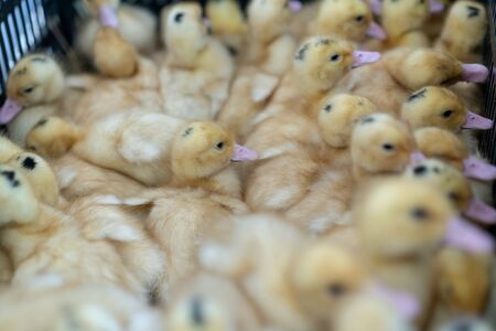 Little ducklings. Many children duck at the poultry farm close upの写真素材