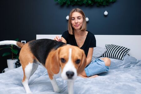 Young beautiful woman playing with dog sitting on bed in a stylish bedroom. Domestic animals at home. Beagle dog. Friendship. Comfort cosinessの写真素材