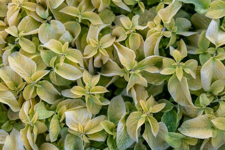 Soft green leaves close up background. Nature pattern nobodyの写真素材