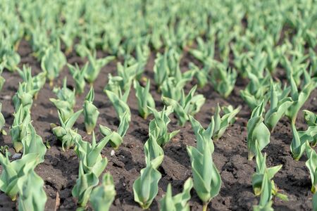 How to Grow Tulips. Early sprouts of tulips in a row in the park on a sunny day. Sunlight on sprout tulipsの写真素材