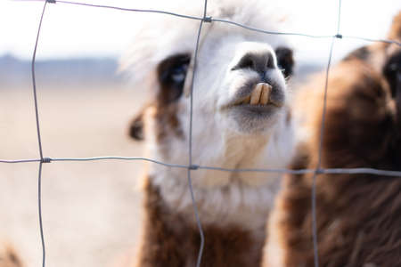 Cute animal alpaka lama on farm outdoors With funny teethの写真素材