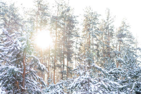 Winter landscape of the snow in the pine forest. Landscape Beautiful in natureの写真素材