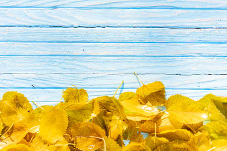 Autumn leaves frame on one down side wooden blue background top view Fall Border yellow and Orange...