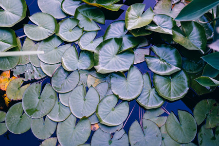 water lily leaf water surface background dark toned photoの写真素材