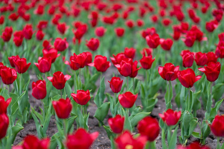 Red tulip flowers background outdoor Spring season flowersの写真素材