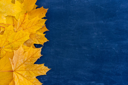 Autumn leaves frame on left side blue Chalkboard background top view Fall Border yellow maple Leaves vintage background table Mock up for your design. Display for product or text, Back to school.の写真素材