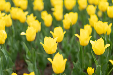 Yellow flowers background outdoor Spring season flowers Selective focusの写真素材