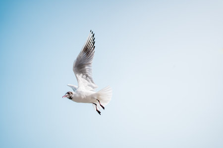 Seabird with sleek feathers and pointed beak, known as a seagull, gracefully soars through the clear blue sky in a mesmerizing flight eventの写真素材