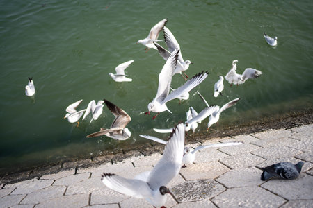 Several beautiful white seagull flying over water surface of the sea. Warm sunny summer day.の写真素材